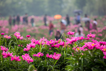 芍药花中游