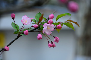 垂丝海棠 垂丝海棠花