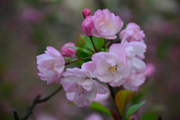 垂丝海棠 垂丝海棠花