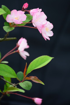 垂丝海棠 垂丝海棠花