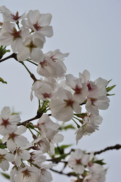 白色樱花 樱花树