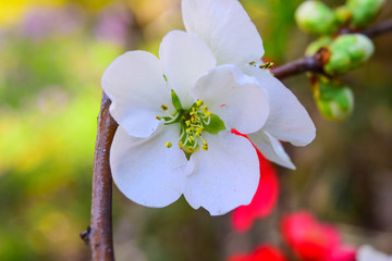 盛开的花朵