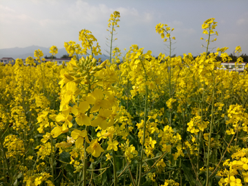 油菜花