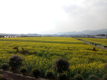 油菜花