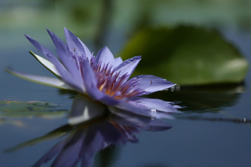 蓝莲花