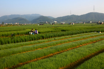 蔬菜基地