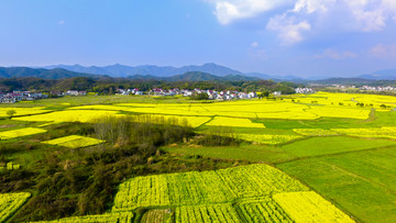 东庄油菜花宽幅