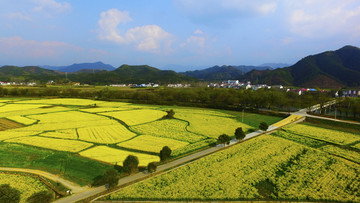 东庄油菜花宽幅