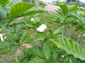 栀子花