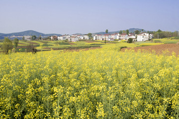 汉中勉县油菜花