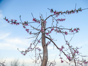 桃花缘