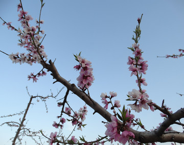 桃花缘