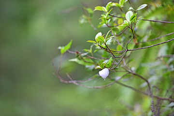 植物