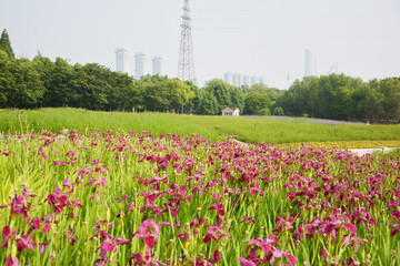 紫红色鸢尾花