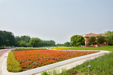 花海美景