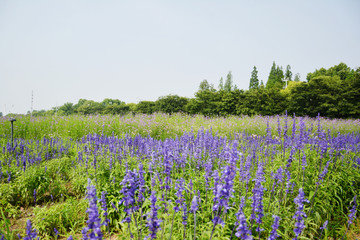 浪漫花田