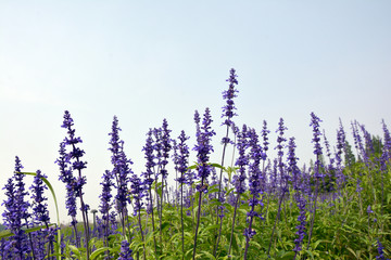 鼠尾草花丛