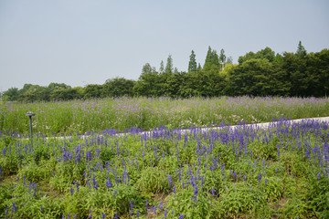 紫色花田