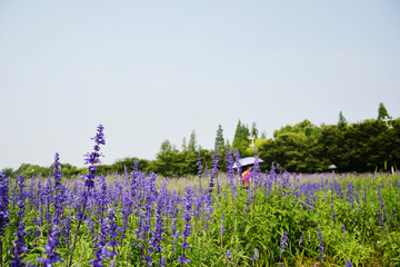 浪漫花田