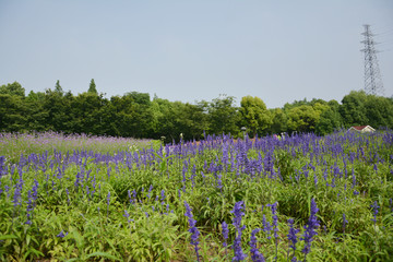 紫色花丛