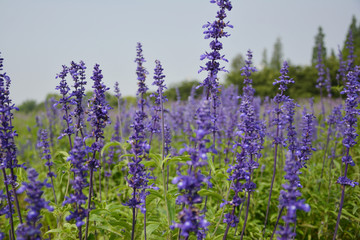 鼠尾草花田