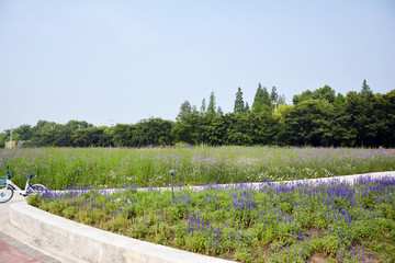 紫色花田