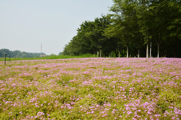 粉色花田