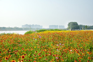 黑心菊花海