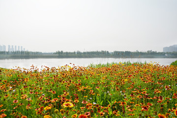 江边花田