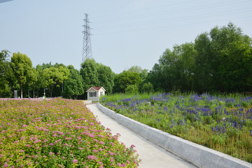 花间小径 花道