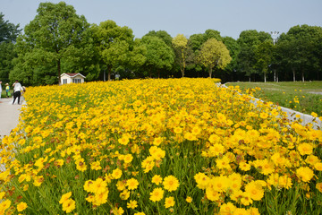 金鸡菊花田