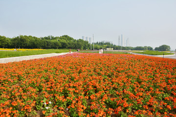 红色花田