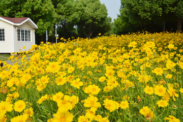 菊花田