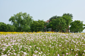 月见草花丛