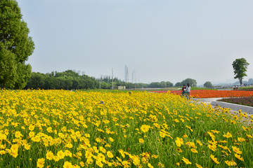 花海