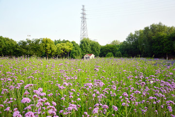 马鞭草花海