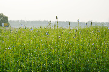 鼠尾草背景