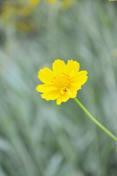 一朵金鸡菊