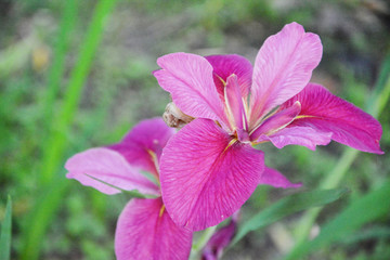 紫红色鸢尾花