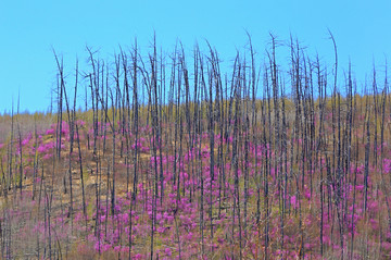 山坡上的杜鹃花