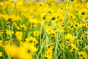 黄色小菊花