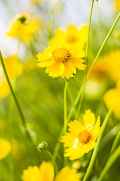 黄色野菊花