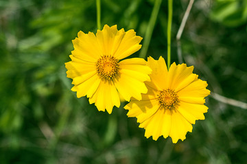 黄色孔雀菊