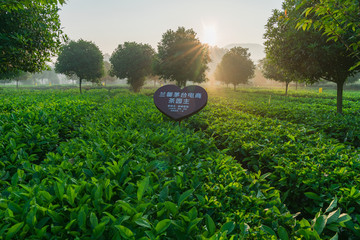 定制茶園
