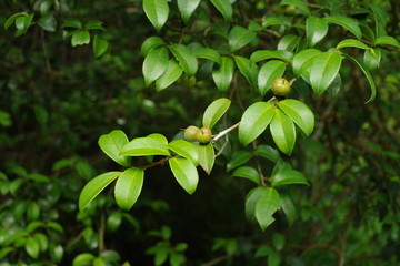 茶籽树