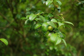 茶籽树