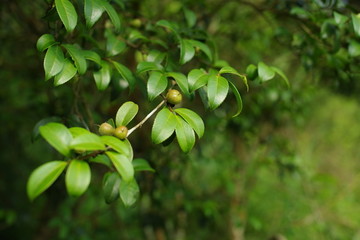 茶籽树