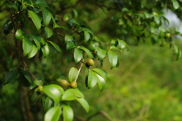 茶籽树