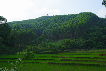 山林