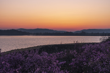 达尔滨湖杜鹃花